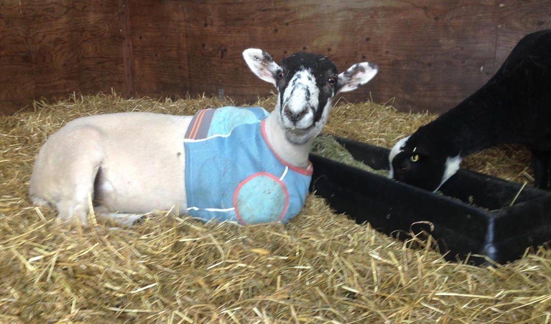 Lamb&#8217;s ulcer heals with NHS-approved product