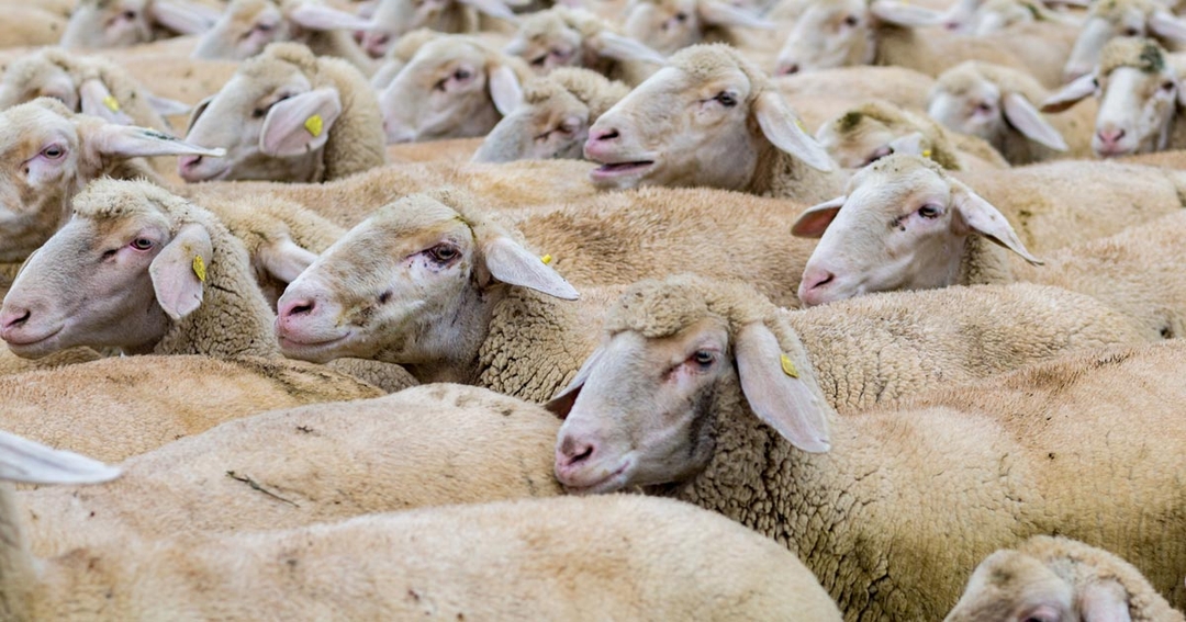 Initiative aims to improve sheep farmer relationships with vets