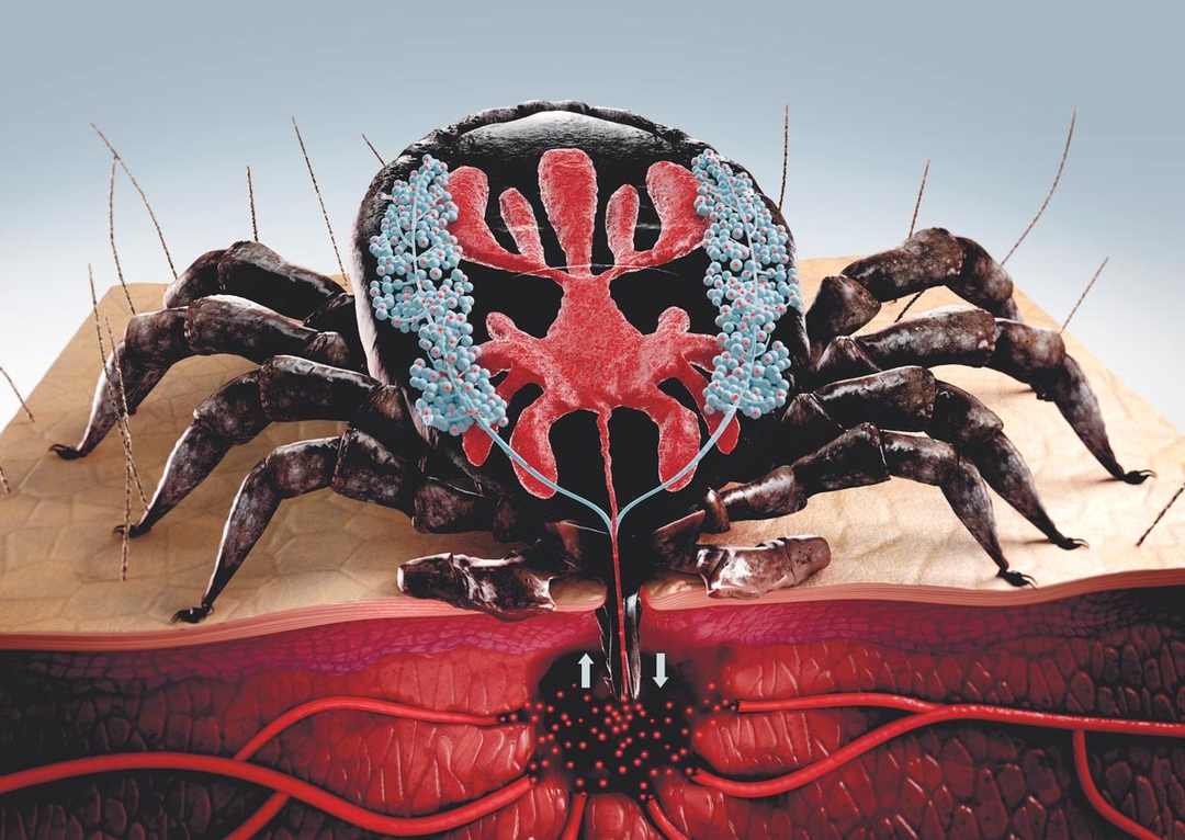 Tackle ticks: canine Lyme disease