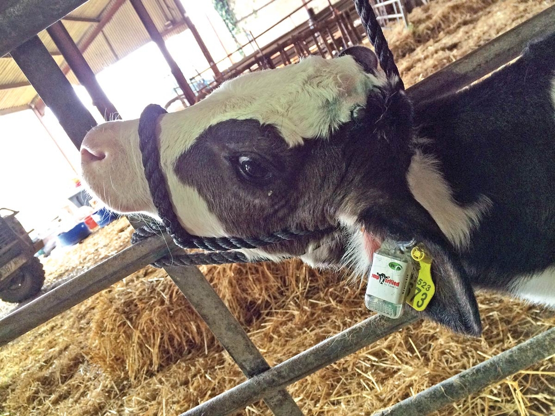 Tagging cost of managing onset of calf pneumonia