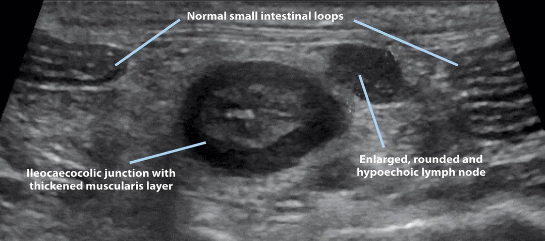 Managing chronic gastrointestinal signs in cats and dogs – part 2