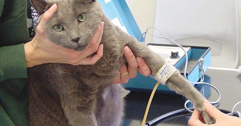 Management and treatment of hypertension – a common disorder in senior cats