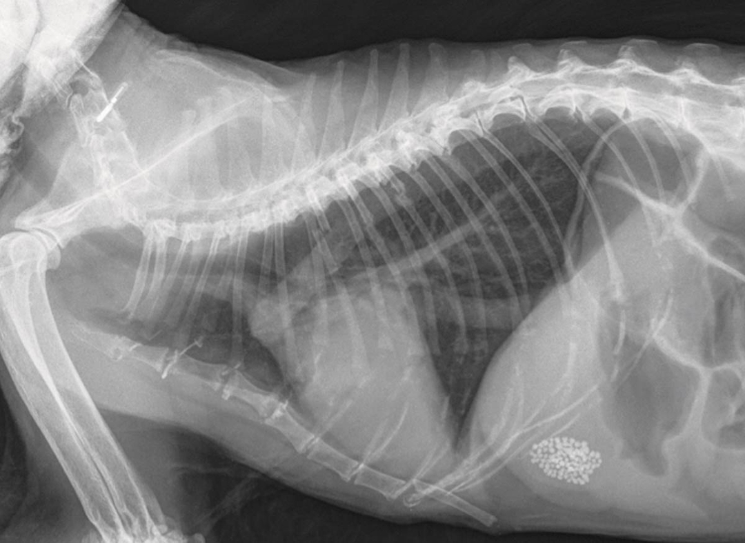 Lower airway diseases in felines
