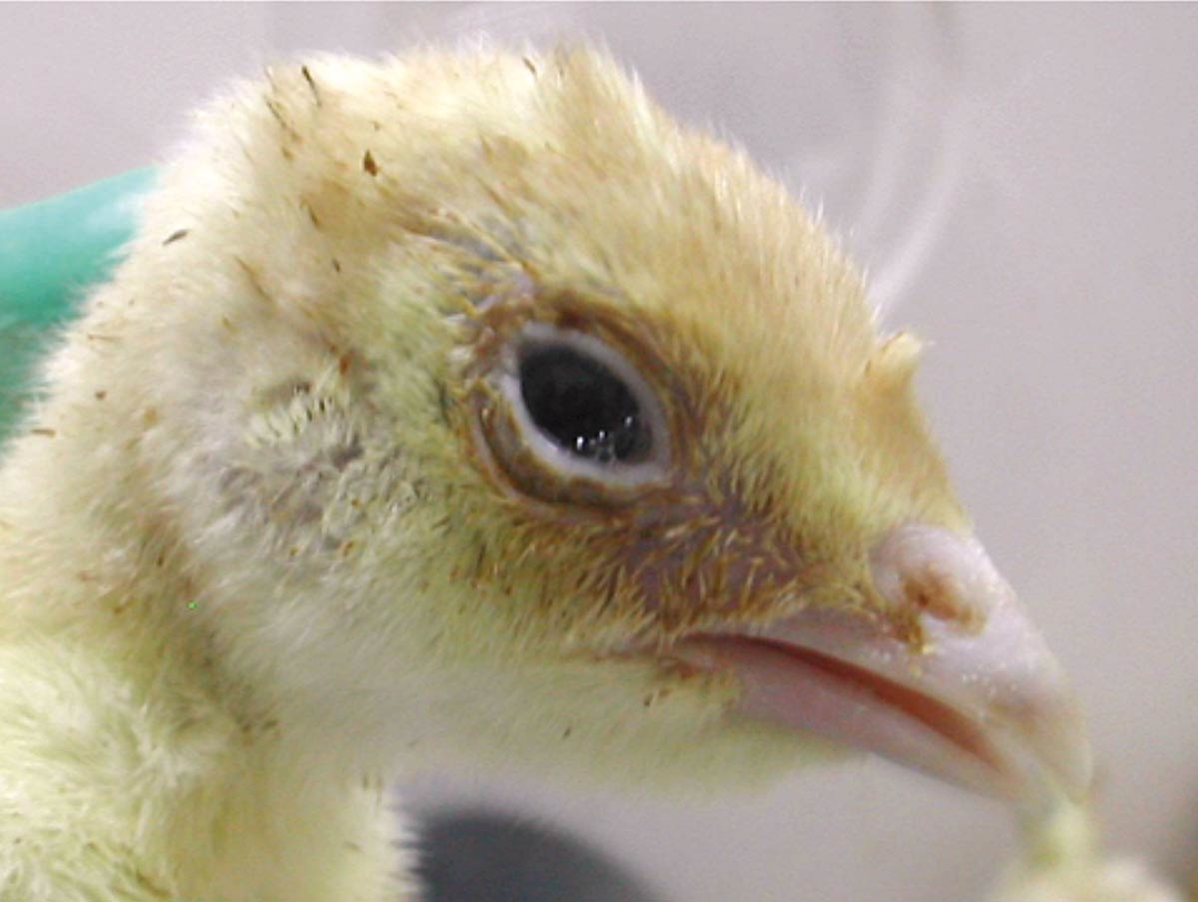 Avian metapneumovirus in poultry – an overview