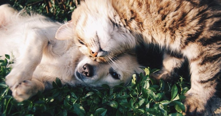 Companion animal worming – maximising owner compliance