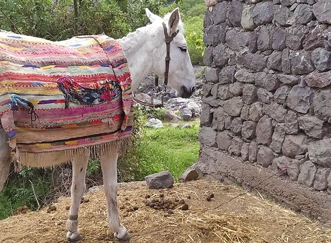 Update on combating tethering injury in equine trekking industry