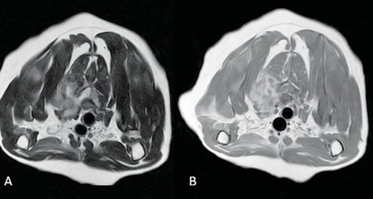 Feline spinal cord diseases