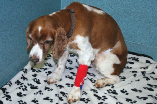 Aetiology of inflammatory bowel disease in companion animals