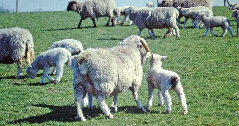 Approaches to helping farmers reduce losses from coccidiosis