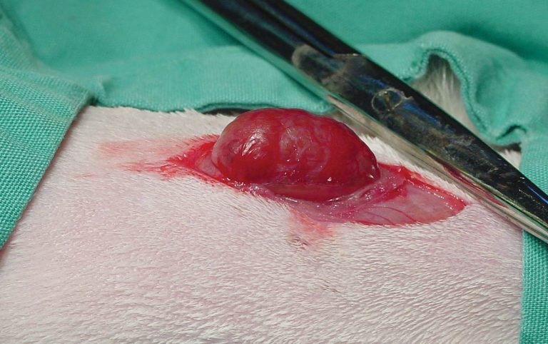 Feline hyperthyroidism: diagnosis and treatment