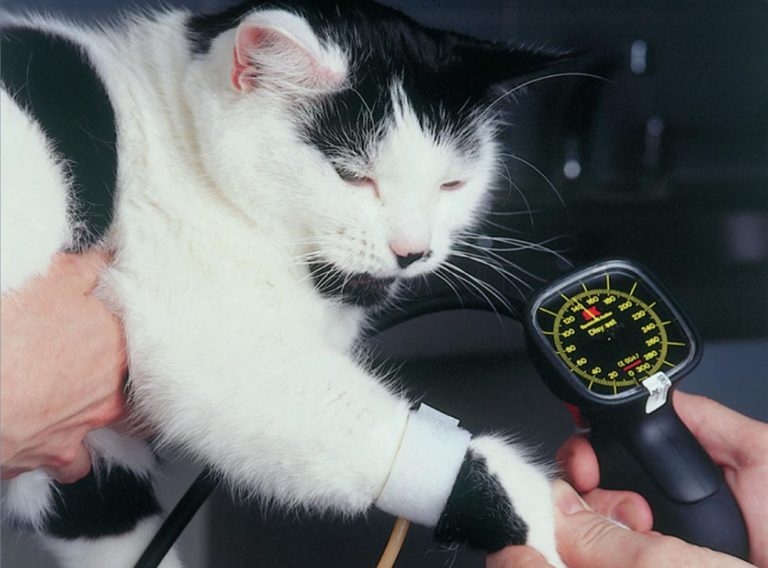 An update on feline hypertension
