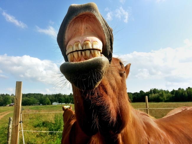 Equine dentistry in your practice