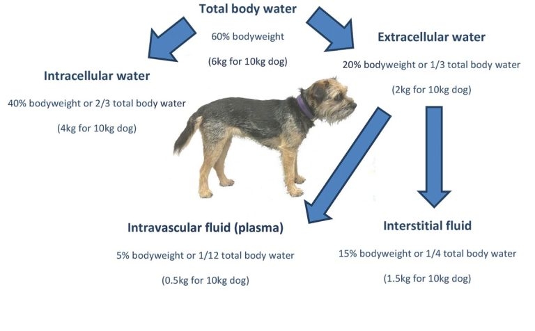 Practical fluid therapy in companion animals – part 1