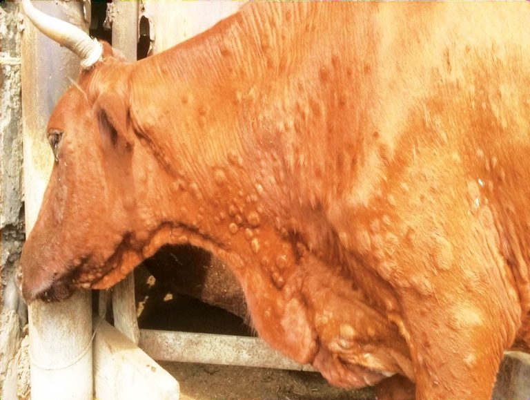 New and emerging diseases in ruminant and pig species