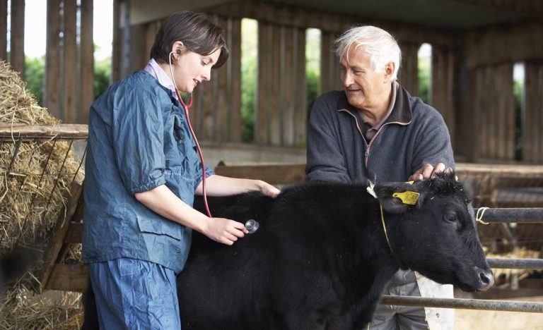 Building and assessing effective herd health planning