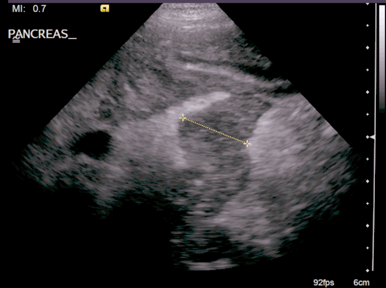Pancreatitis in canines – acutely painful or chronically frustrating?