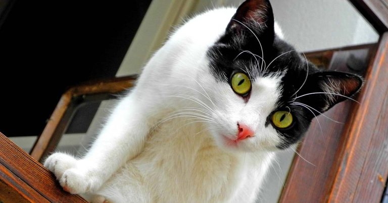 High-rise syndrome in cats