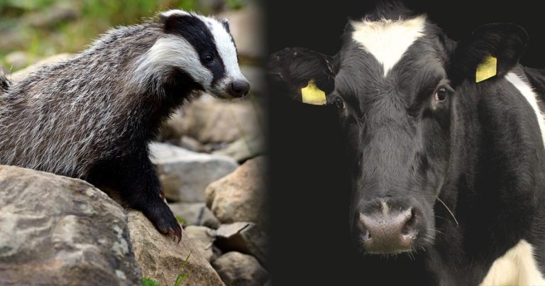 Study casts doubt on badger to cattle transmission of bTB