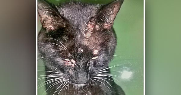 Prof issues warning after rise in ‘aggressive’ cowpox cases