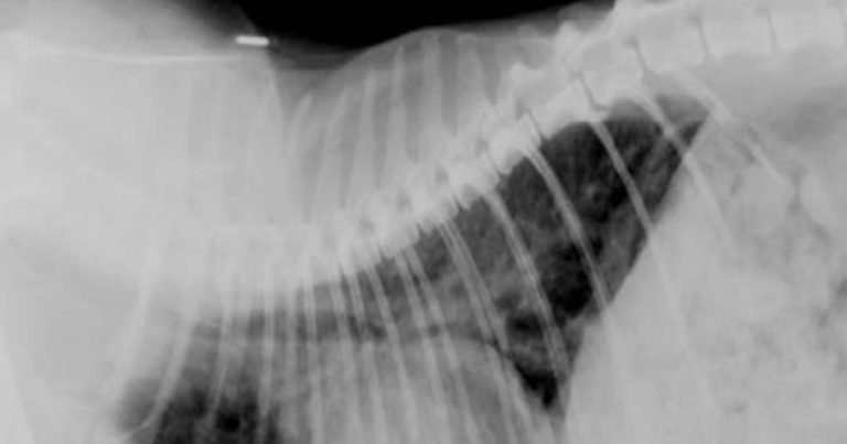 Respiratory disease in senior cat