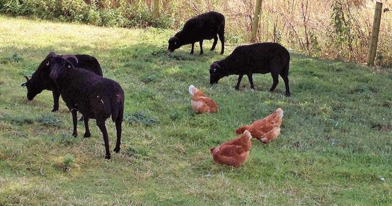 Implementing SCOPS quarantine treatment guidelines for sheep