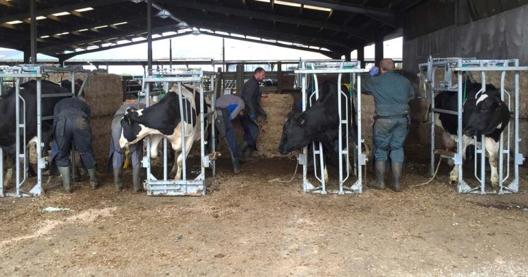 Digital dermatitis – a dominating lame condition of bovine hooves