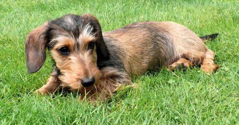 Dachshund IVDD screening programme launches in UK