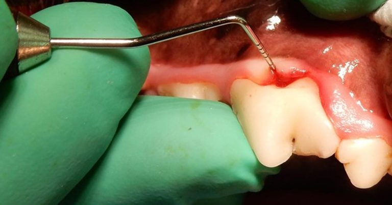 BVDA dentistry webinar for vet nurses