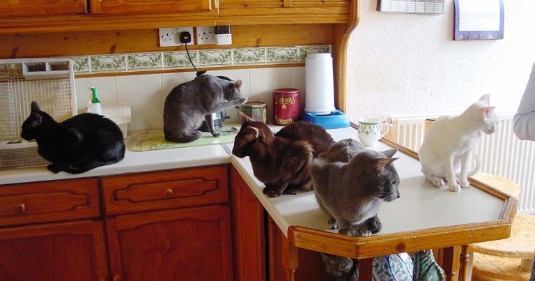 Maintenance and treatment of feline lower urinary tract disease