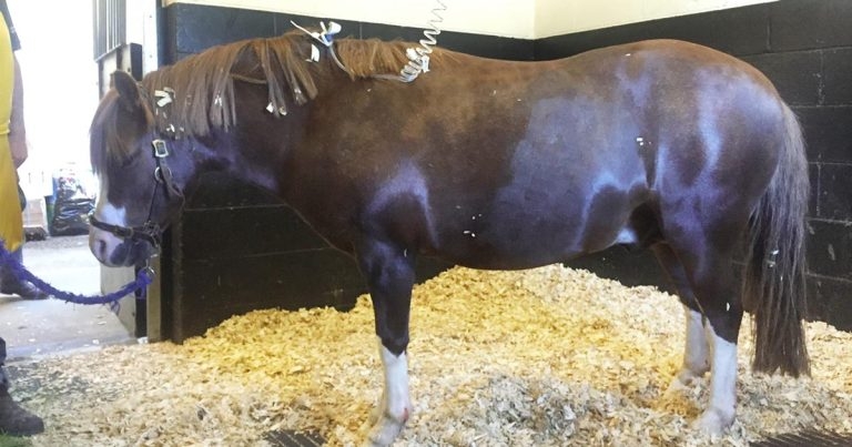 Managing pain in horses