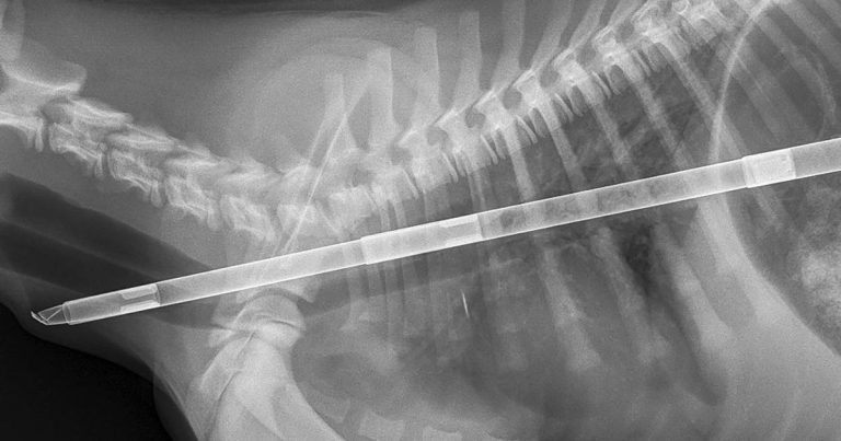 Case of linear oesophageal foreign body in a puppy