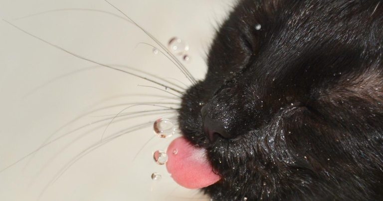 Feline endocrinology webinar series – the facts and myths