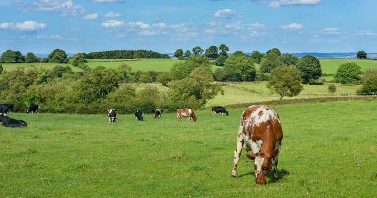 BVA launches #GreenTeamVet campaign