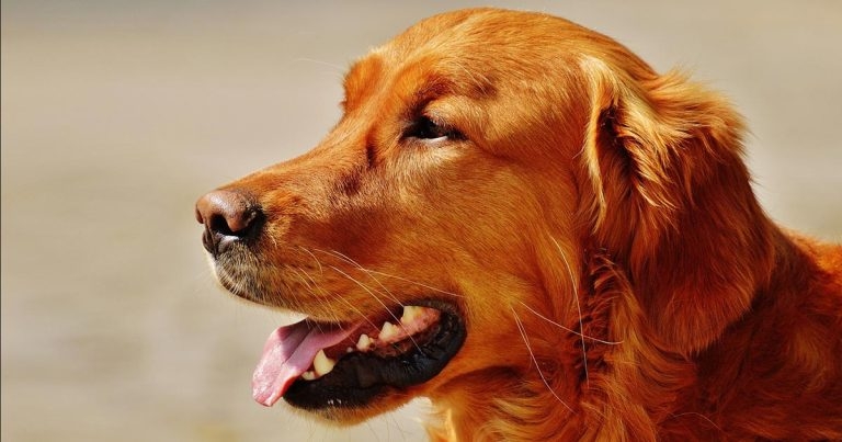 Call to participate in canine atopic dermatitis study