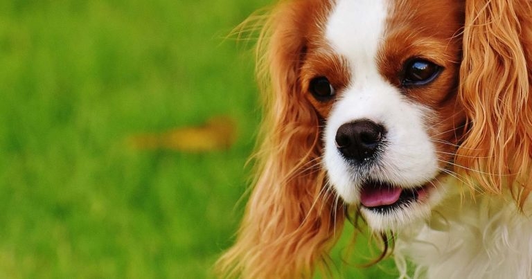 Mitral valve murmurs in cavaliers