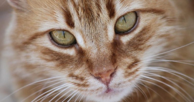 Cat clinic owner predicts rise in feline-specific medicine
