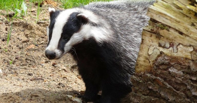 Badger culling to be phased out under bTB strategy