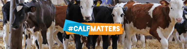 Bovalto, a brand you can trust for calf pneumonia