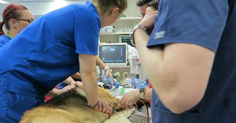 Cardiopulmonary resuscitation, pt 2: basic life support