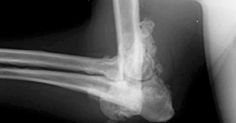 Lameness in a male cross-breed