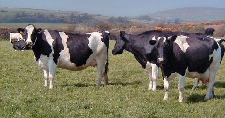 Worming adult dairy cattle – including late-grazing animals
