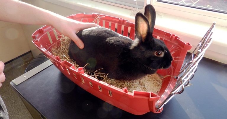 Skills for getting to grips with rabbit friendly consultations