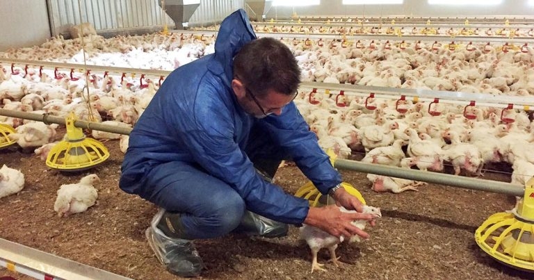Working in specialist poultry vet practice