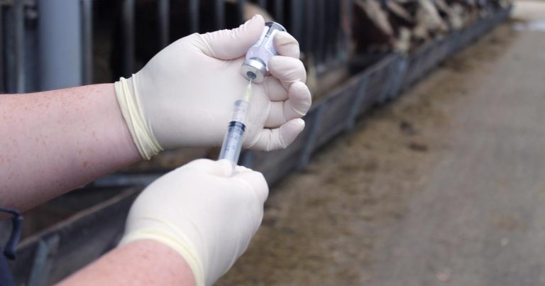 Vaccinating cattle: updates and protocols
