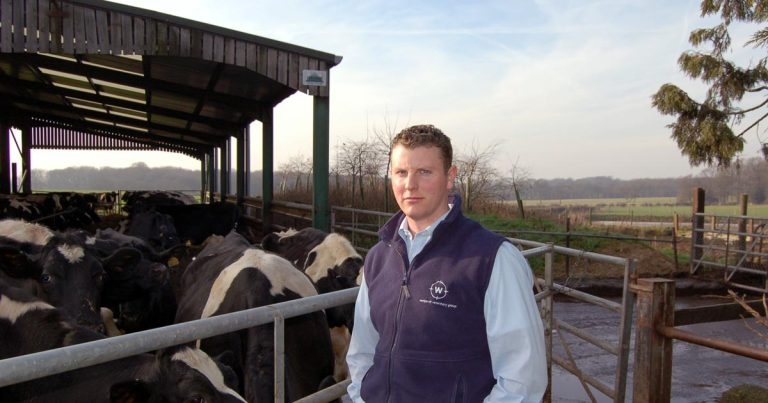 Lame cow first aid – practical tips for best treatment outcomes