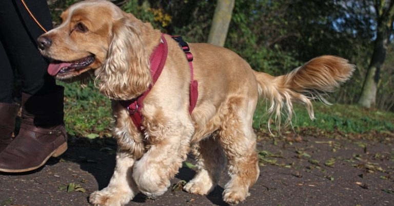Leading by example: advising owners on dog harnesses