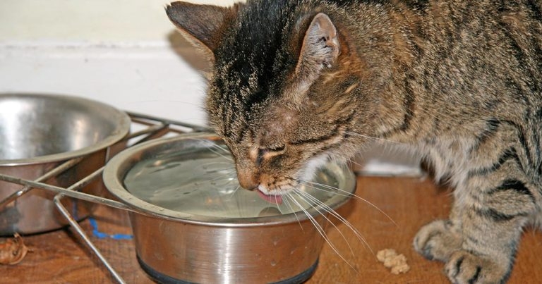 Managing concurrent CKD and hyperthyroidism in geriatric cats