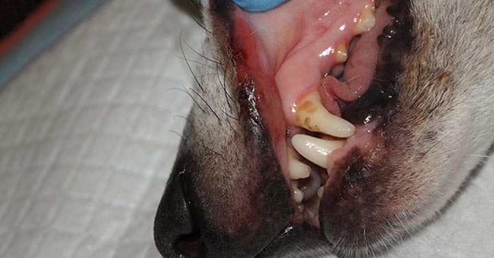 Alabama rot: update on UK cases