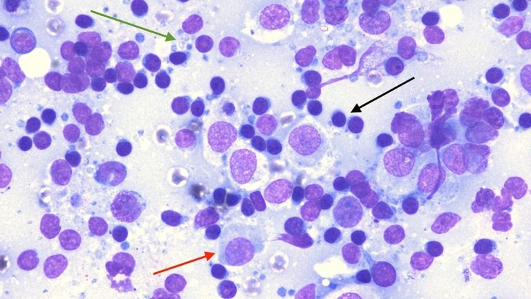 Skin mass in a cocker spaniel