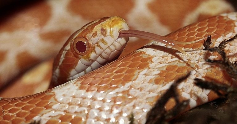 Dystocia in a corn snake